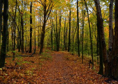 Ağaçlar güzel sonbahar ormanı, doğa