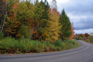 Güzel sonbahar parkında yol, doğa.