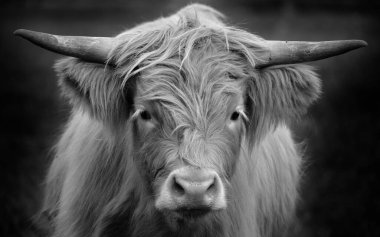  cow cattle in the meadow