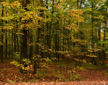 trees beautiful  autumn forest, nature
