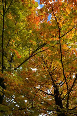 Ağaçlar güzel sonbahar ormanı, doğa