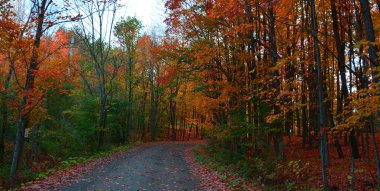 Güzel sonbahar parkında yol, doğa.