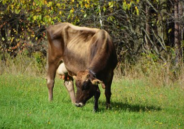  cow cattle in the meadow