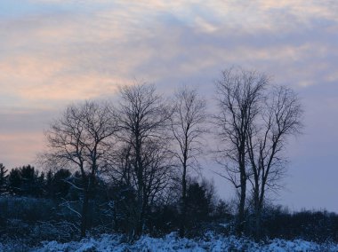 Karla kaplı ağaçlarla kaplı kış manzarası