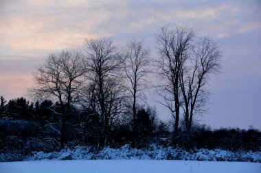 Karla kaplı ağaçlarla kaplı kış manzarası