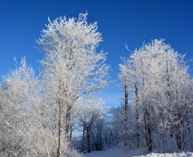 Karla kaplı ağaçlarla kaplı kış manzarası