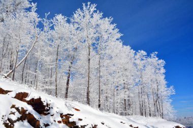 Karla kaplı ağaçlarla kaplı güzel kış manzarası