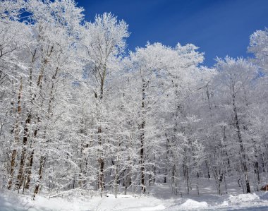 Karla kaplı ağaçlarla kaplı kış manzarası