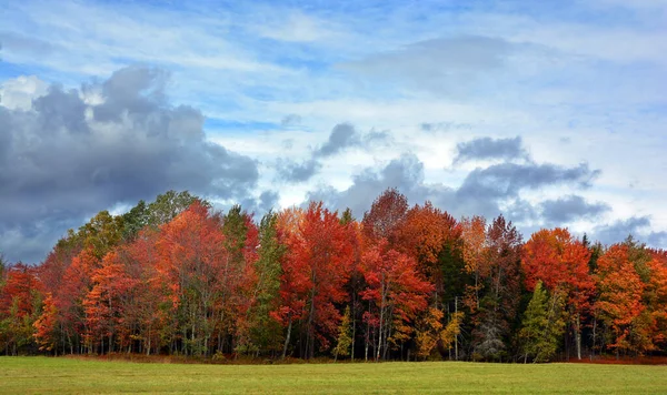 Beautiful Landscape Forest Autumn Day —  Fotos de Stock