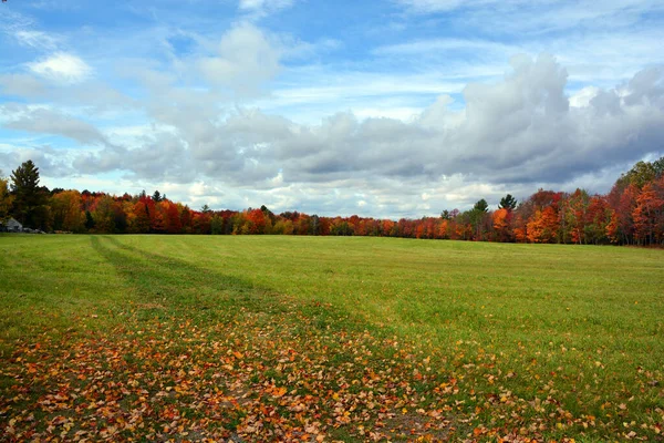 Beautiful Landscape Forest Autumn Day — 스톡 사진