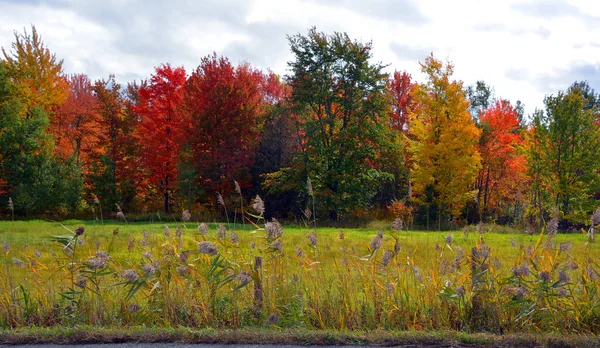 Scenic Autumn Landscape Nature — стоковое фото