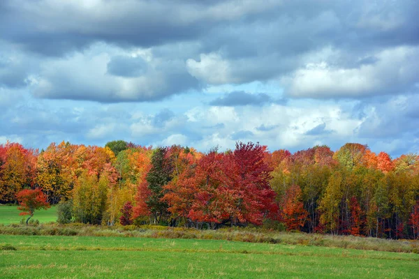 Beautiful Autumn Landscape Pasture — стоковое фото