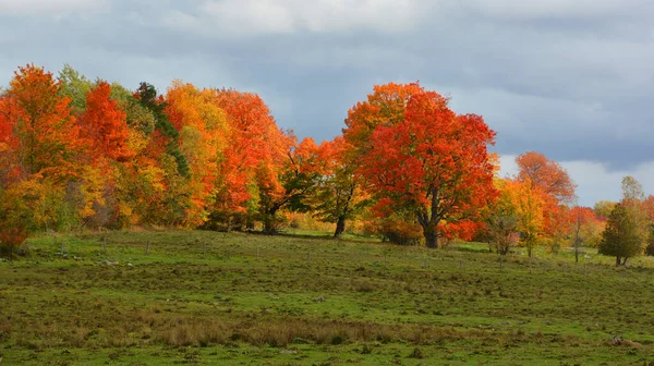 Scenic Autumn Landscape Field — Foto Stock