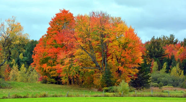 Beautiful Autumn Landscape Trees Colorful Foliage — стоковое фото