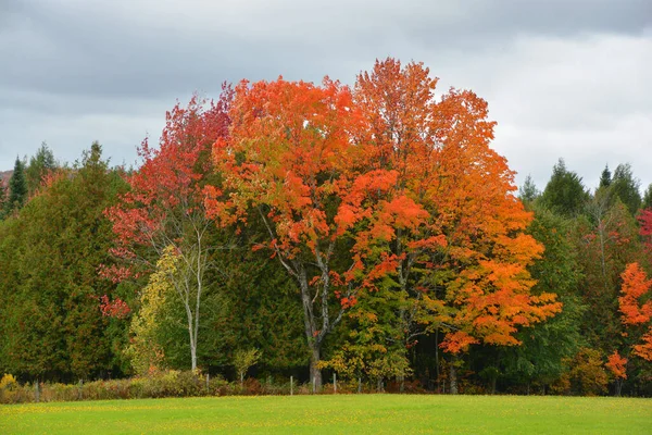 Autumn Landscape Park Nature — стоковое фото