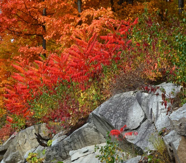 Beautiful Autumn Landscape Rocks —  Fotos de Stock
