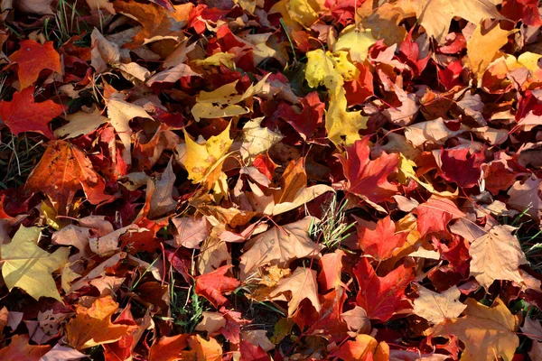 Hojas Otoño Temporada Otoño Flora — Foto de Stock