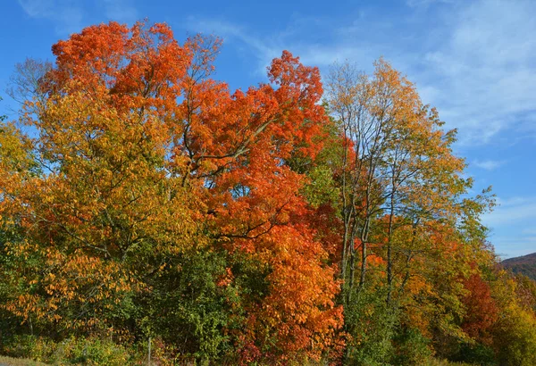 Prachtig Herfstlandschap Met Kleurrijke Bomen — Stockfoto