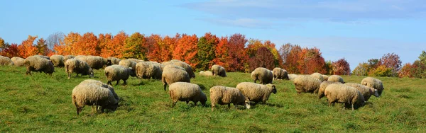 Sheep Graze Pasture Flock Sheep — Foto de Stock