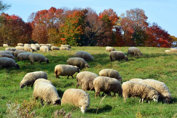 Sheep Graze Pasture Flock Sheep — Foto Stock