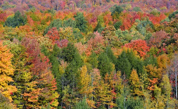 Красивые Осенние Деревья Лесу — стоковое фото