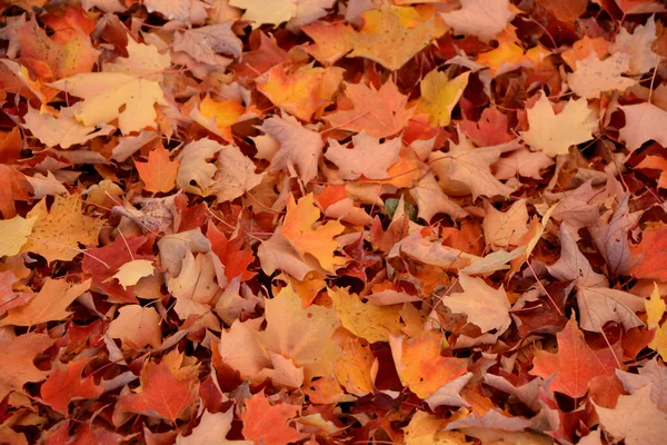 Herbst Blätter Herbst Jahreszeit Flora — Stockfoto