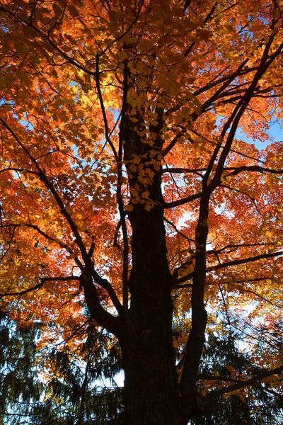 Beautiful Autumn Trre Plant — Φωτογραφία Αρχείου