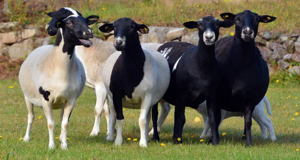 Sheep Graze Pasture Flock Sheep — Fotografia de Stock
