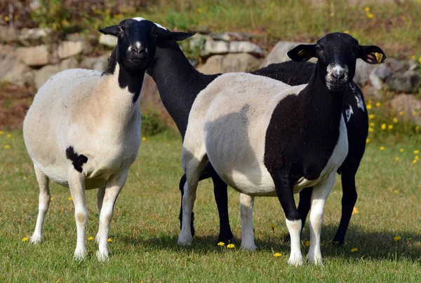 Sheep Graze Pasture Flock Sheep — Foto Stock