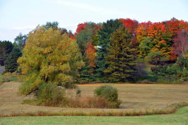 Autumn Landscape Park Nature — 스톡 사진