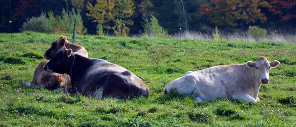 Cows Pasture Farm Animals Countryside — Stock Fotó