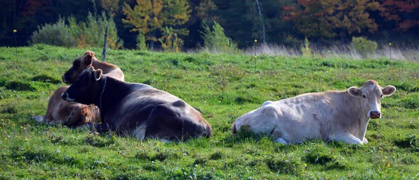 Cows Pasture Farm Animals Countryside — Fotografia de Stock