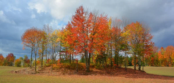 Красивый Осенний Пейзаж Яркими Деревьями — стоковое фото