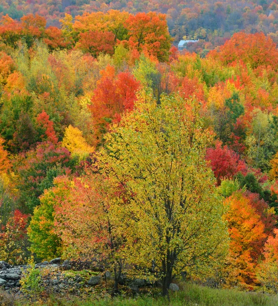 美しい秋の森自然 — ストック写真