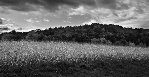 Beautiful Landscape Field Black White — Stock Photo, Image