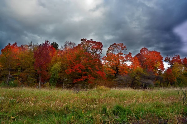 Güzel Sonbahar Ormanı Bitki Örtüsü Doğa — Stok fotoğraf