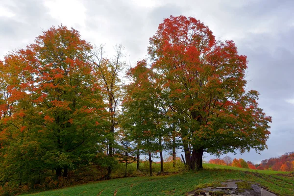 美しい秋の森自然 — ストック写真