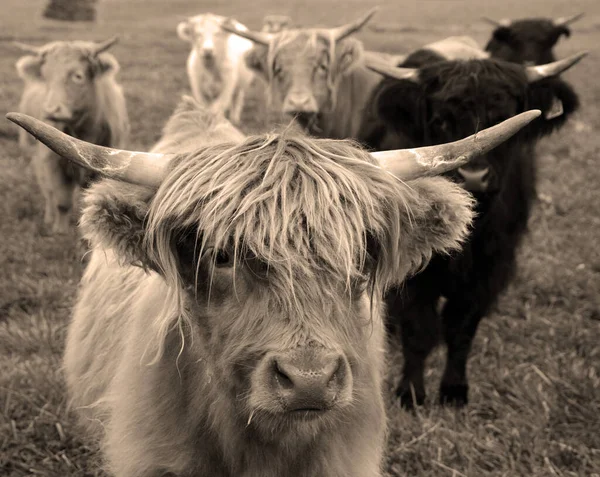 Cows Pasture Farm Animals Countryside — Foto de Stock