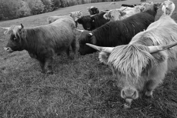 Cows Pasture Farm Animals Countryside — Stockfoto