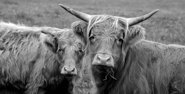 Cows Pasture Farm Animals Countryside — Fotografia de Stock