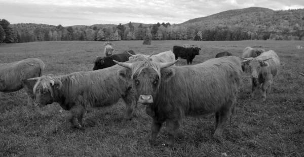 Cows Pasture Farm Animals Countryside — ストック写真