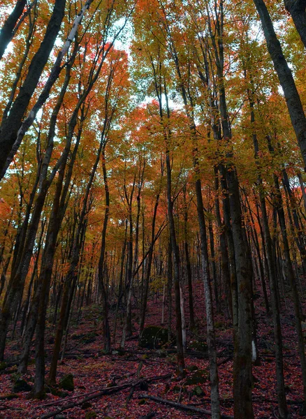 Beautiful Autumn Park Nature — Zdjęcie stockowe