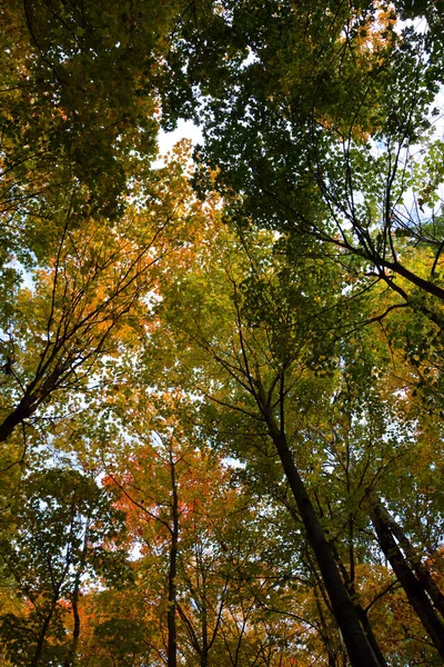 Beautiful Autumn Park Nature — Foto de Stock