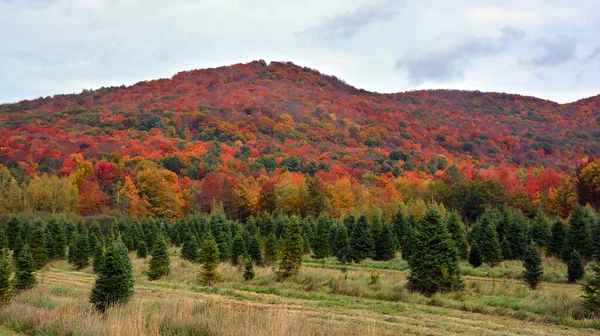 Beautiful Autumn Landscape Nature Travel — Foto de Stock
