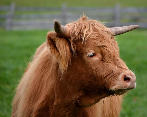 Cow Cattle Meadow — Fotografia de Stock