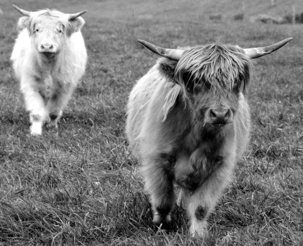 Cows Pasture Farm Animals Countryside — Stockfoto