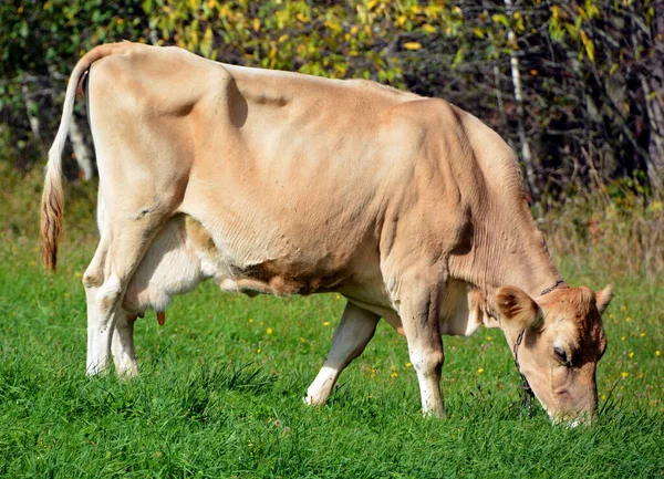 Cow Cattle Meadow — Φωτογραφία Αρχείου