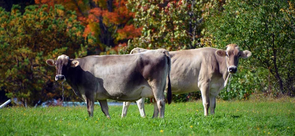 Cows Pasture Farm Animals Countryside — Stock Fotó