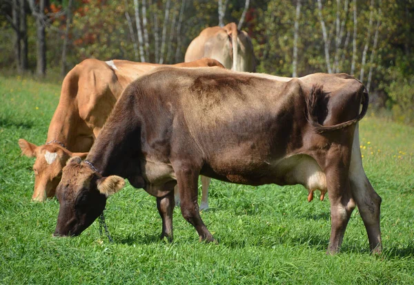 Cows Pasture Farm Animals Countryside — Zdjęcie stockowe