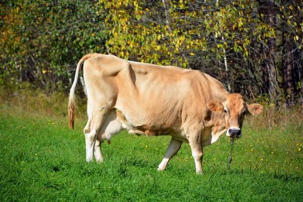 Cow Cattle Meadow — Fotografia de Stock